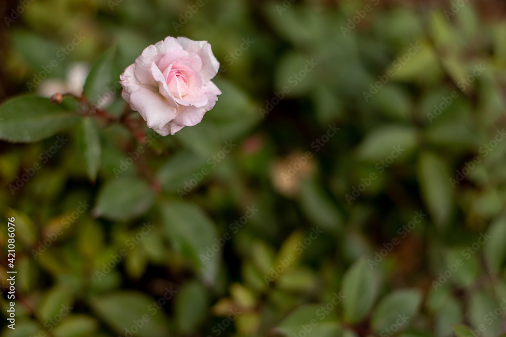 pink rose