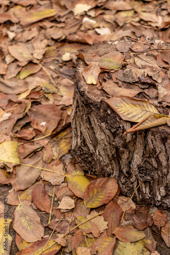 autumn leaves on the ground