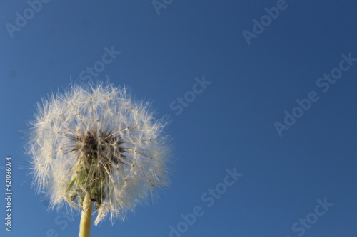 dandelion against sky