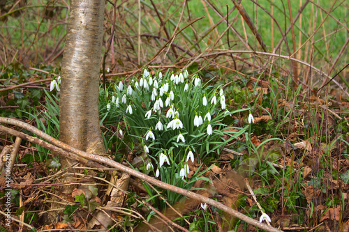White snowdrops by a tree