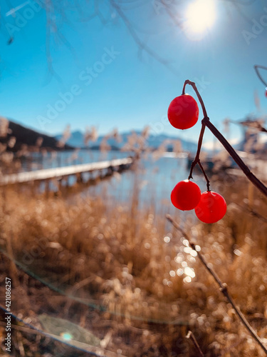 cherry in the snow © Selina