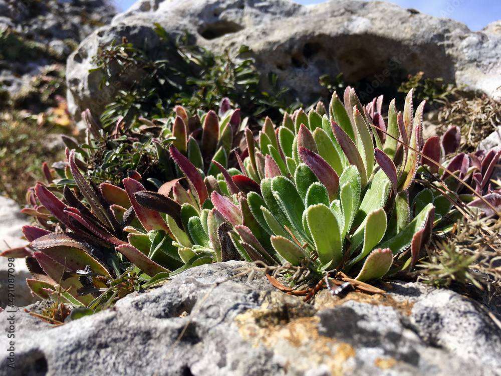 Fototapeta premium flowers on the rocks