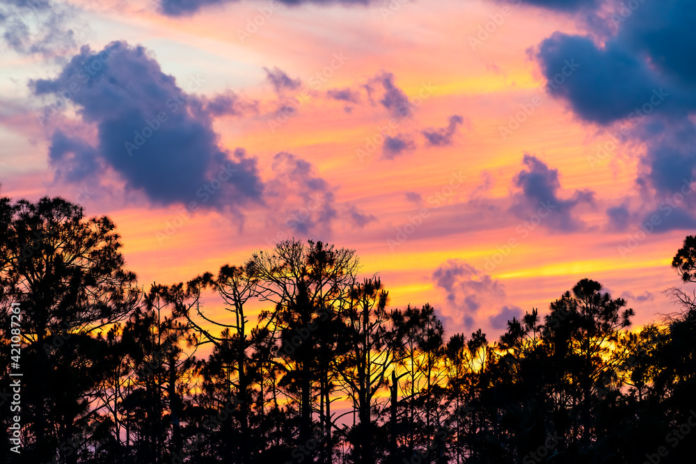 Silhouette of pine fir trees and needles branches isolated against colorful sunset sky with clouds in Cocoa Beach, Florida with orange blue colors near ocean beach