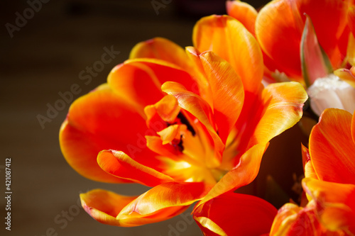 bright tulip  macro