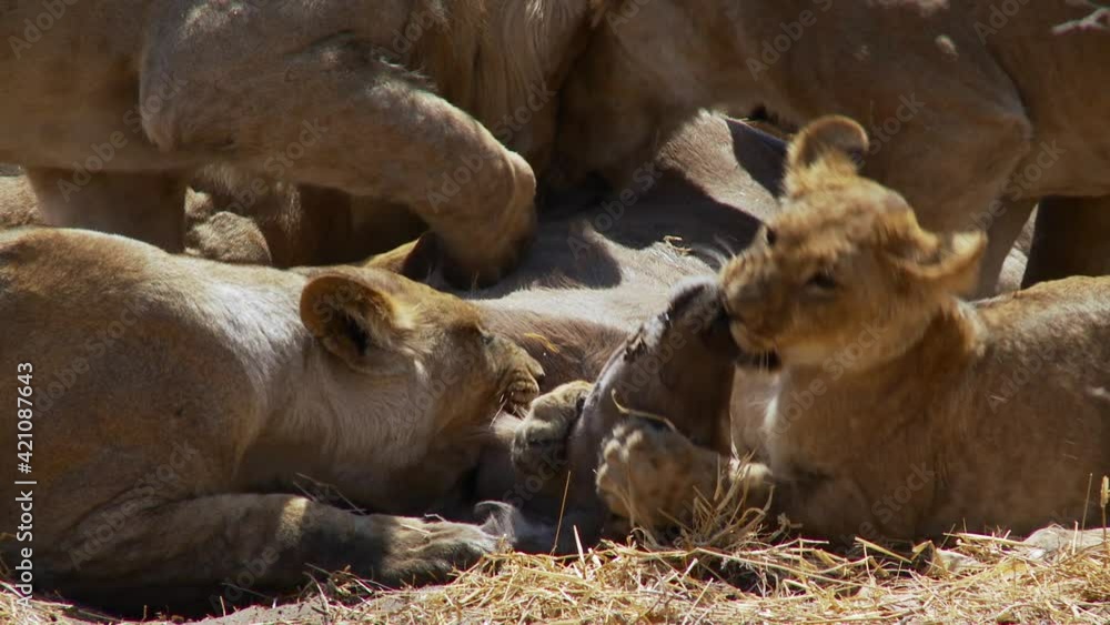 Medium closeup of a lion cub chewing on a kudu antelope's head while the rest of the pride pins the antelope down, Botswana wilderness. Medium closeup of a lion cub chewing on a kudu antelope's head while the rest of the pride pins the antelope down, Botswana wilderness.