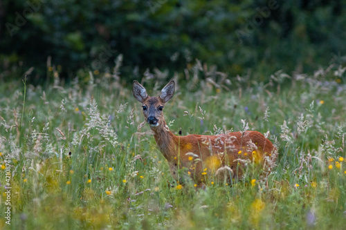 chevreuil curieuse photo