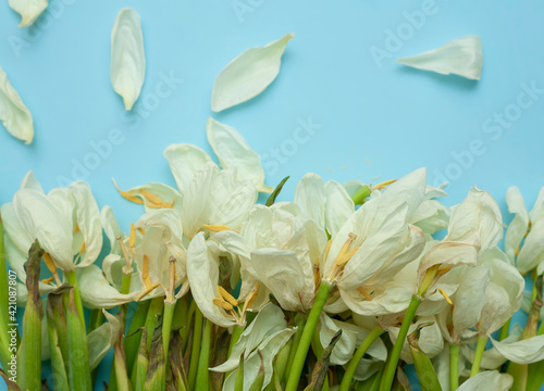 Dried white tulips on a blue background. Withered flowers