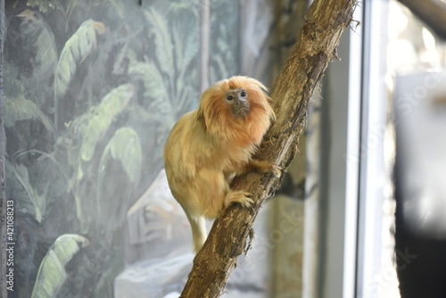 Golden Lion Tamarin at Utah's Hogle Zoo photo