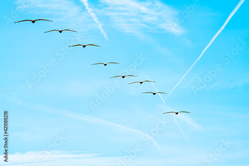 Looking up low angle view on blue sky skyscape in River to Sea preserve park in Marineland, Florida with many flock of bird pelicans flying away photo