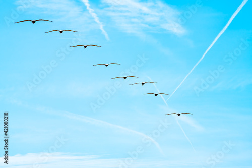 Canvas Print Looking up low angle view on blue sky skyscape in River to Sea preserve park in