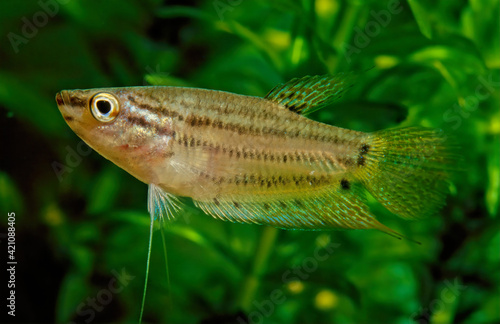 Croaking gourami