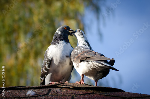 pigeons sitting on the roof touching its beaks in the background blurred tree and blue sky