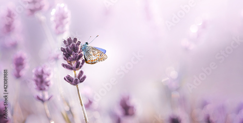 Tableau sur toile Purple blossoming Lavender and butterfly in nature