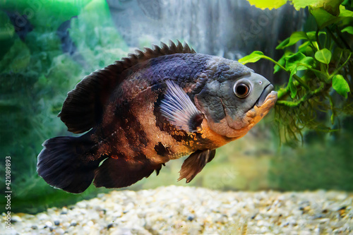 Aquarium fish. Cichlid astronotus, or Oscar. Freshwater fish. Astronotus Tigris. The bright Oscar fish is a South American freshwater fish from the cichlid family © Oksana