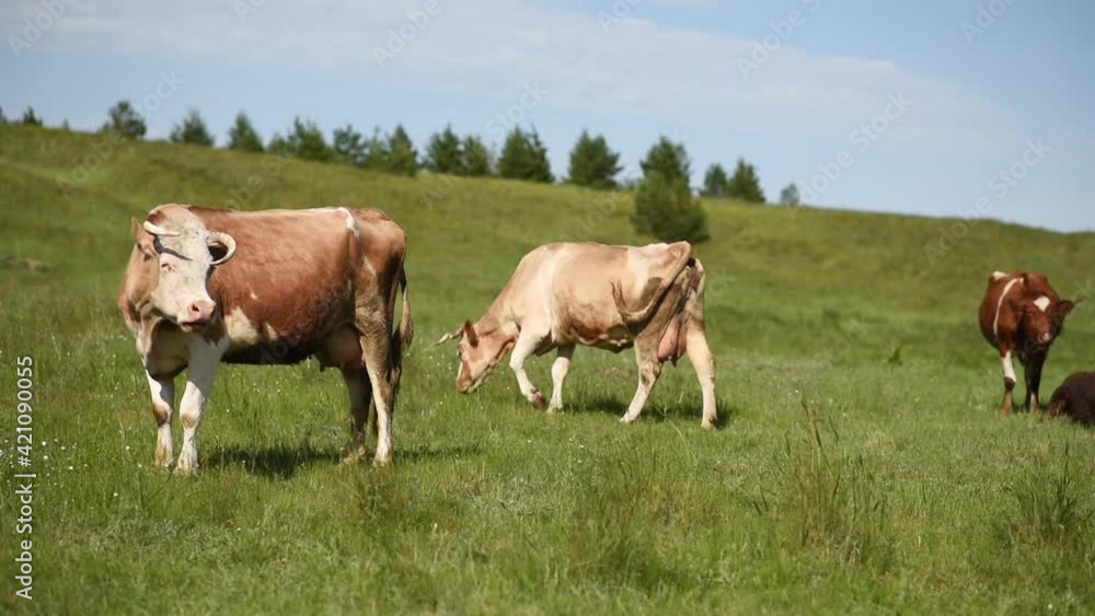 Cows eat grass in a meadow in the village. Cattle graze on the field on a sunny day. Cows eat grass in a meadow in the village. Cattle graze on the field on a sunny day.