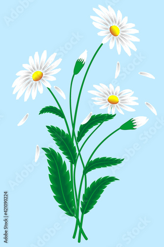 camomile on blue background