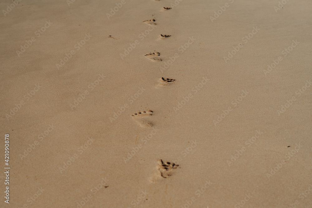 Footprints at sunset with golden sand on the Beach at Bet Dwarka in ...