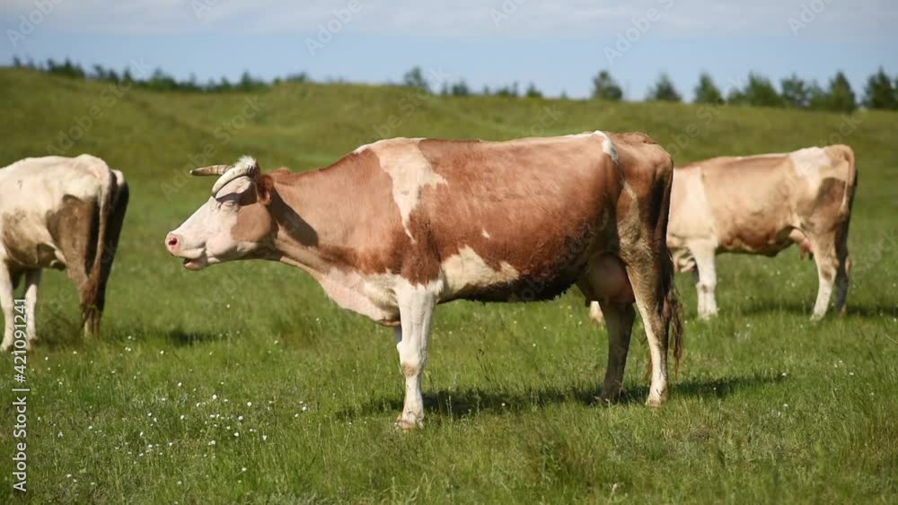 Cows eat grass in a meadow in the village. Cattle graze on the field on a sunny day. Cows eat grass in a meadow in the village. Cattle graze on the field on a sunny day.