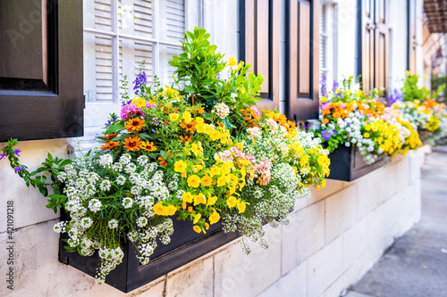 Wall exterior siding house architecture sidewalk and multicolored yellow flowers in planter as decorations in Charleston, South Carolina