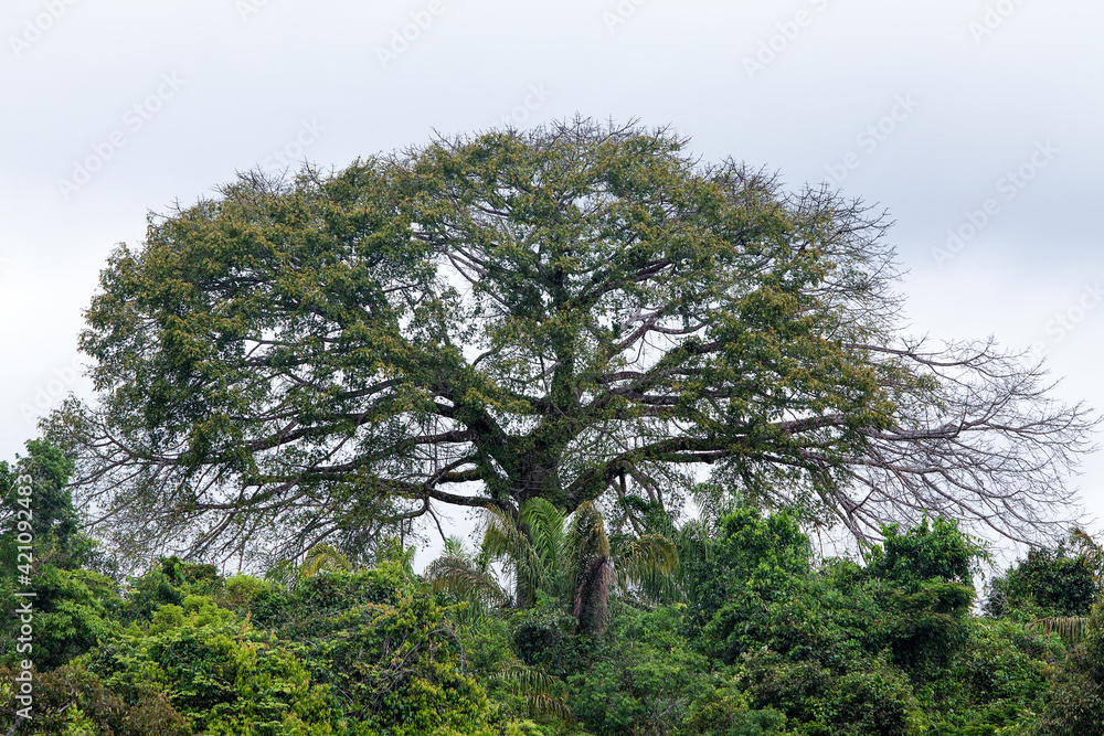 View of gorgeous Brazil nut tree, Bertholletia excelsa, highest in the forest on a sunny summer day in the Amazon rainforest. Concept of nature, biodiversity, environment, ecology, conservation. View of gorgeous Brazil nut tree, Bertholletia excelsa, highest in the forest on a sunny summer day in the Amazon rainforest. Concept of nature, biodiversity, environment, ecology, conservation.
