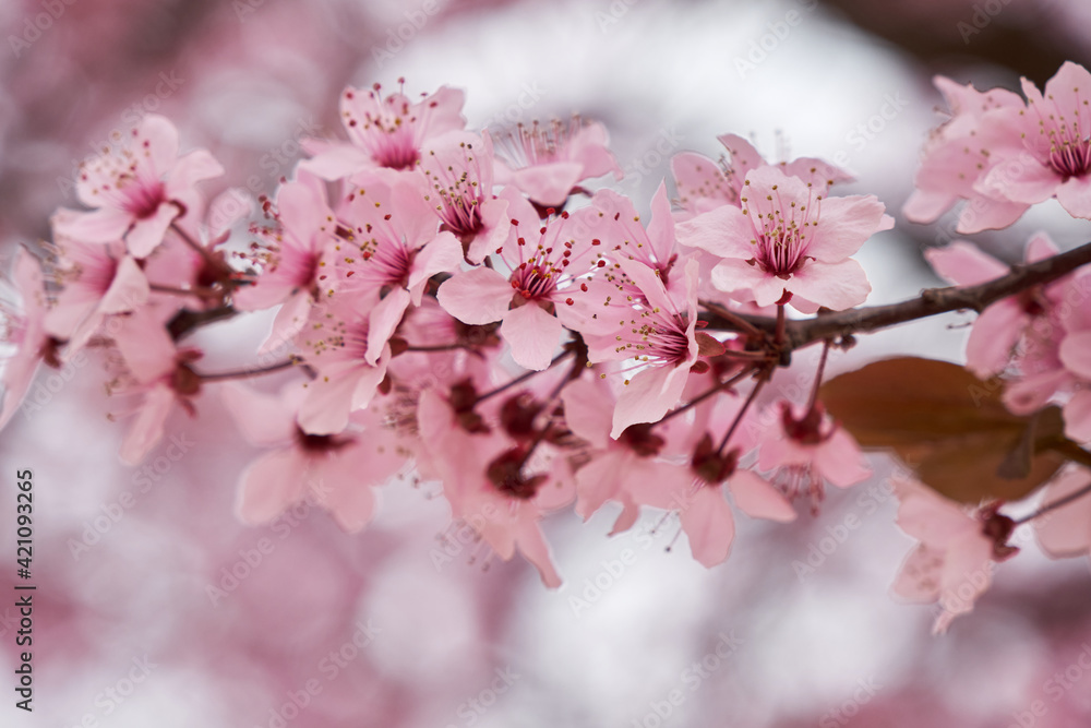 Blossoming cherry plum pink flowers
