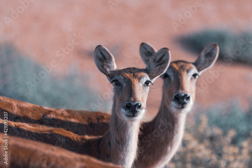 Two female sitatunga antelopes. photo