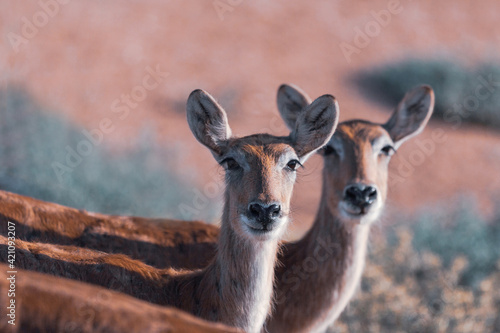 Tableau sur toile Two female sitatunga antelopes.