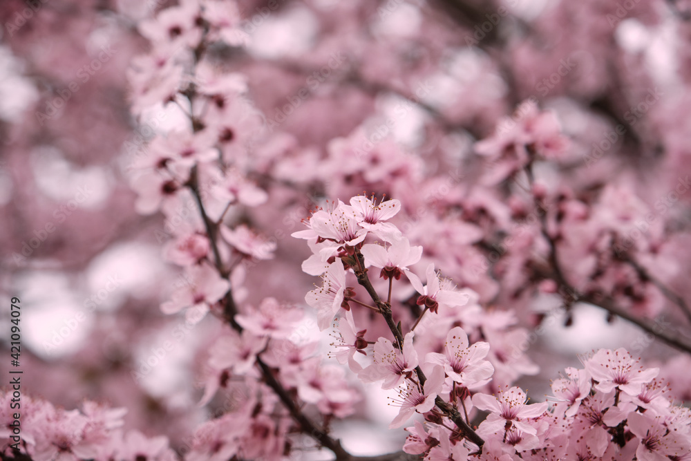 Blossoming cherry plum pink flowers