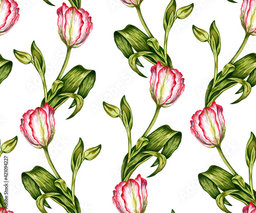 Hand drawn watercolor pattern with pink and white tulips and green leaves isolated on white background. Colorful flower  botanical illustration. Bloom  nature  rustic  floral  petal  spring wallpaper.
