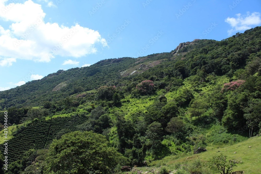 landscape with trees