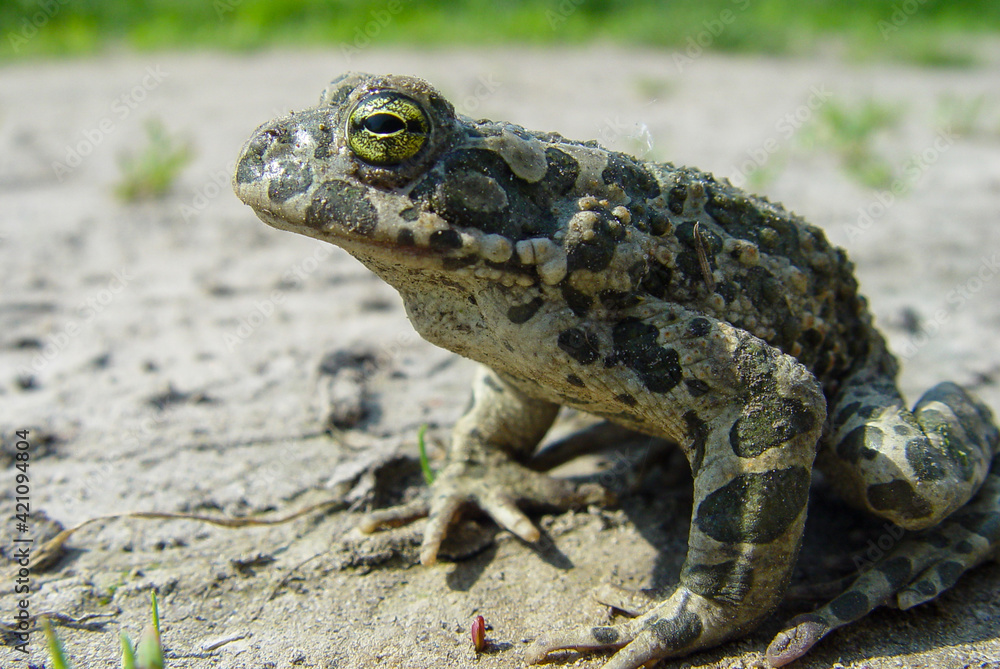 Obraz premium Green toad.