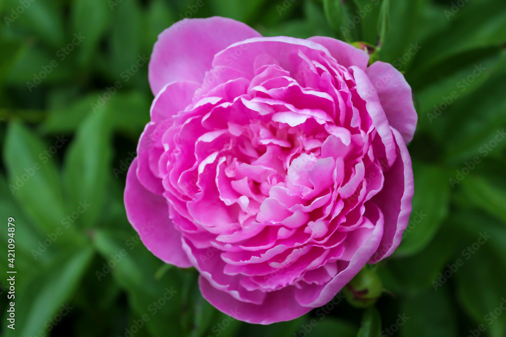 Closeup of a pink peony Closeup of a pink peony