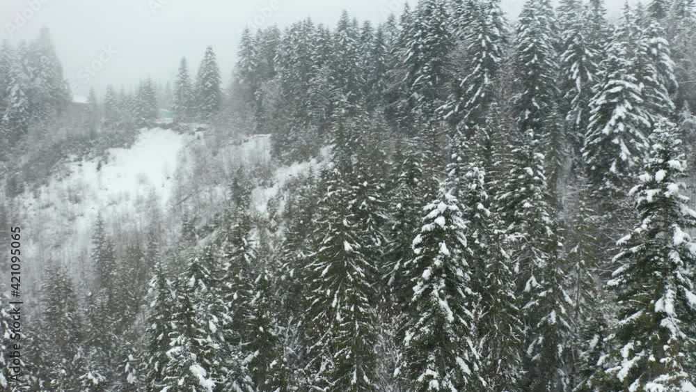 Aerial of snow covered treetop in vast forest in winter Aerial of snow covered treetop in vast forest in winter