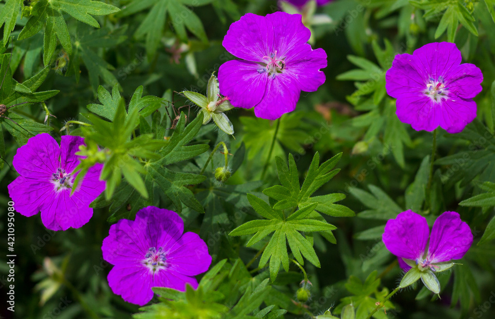 Closeup of a purple hardy geranium Closeup of a purple hardy geranium