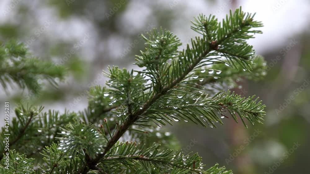 Green branch of fir tree sways in wind. There are dew drops on coniferous needles. Forest freshness after summer rain Green branch of fir tree sways in wind. There are dew drops on coniferous needles. Forest freshness after summer rain