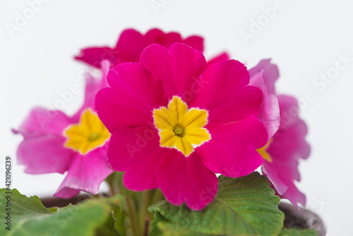 Beautiful purple primrose flower close up on white background. Easter holiday or spring gardening concept