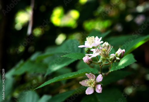 Plant background. The flowering of blackberry bushes. Small purple flowers and ovaries of berries with a copy of the space, selective focus