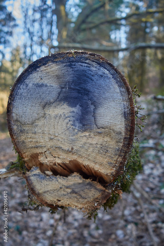 baumstamm im wald, bunt gefärbt; baum abgeholzt