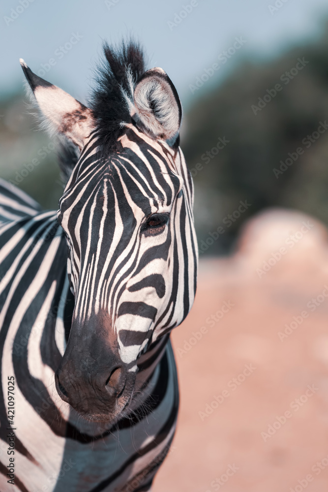 Fototapeta premium grant's zebra portrait