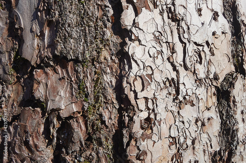 bark mulch