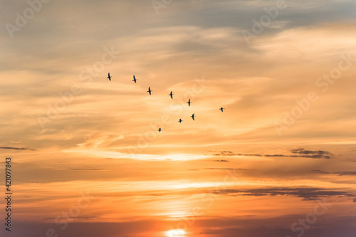 Fototapeta Naklejka Na Ścianę i Meble -  Migratory birds flying in the shape of v on the soft and blur pastel colored sky background. gradient clouds on the beach resort. nature. sunrise.  peaceful morning.Instagram toned style