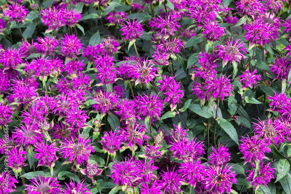 Flowers on display in Alnwick Castle gardens Flowers on display in Alnwick Castle gardens