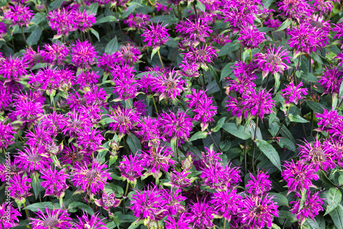 Flowers on display in Alnwick Castle gardens © philipbird123