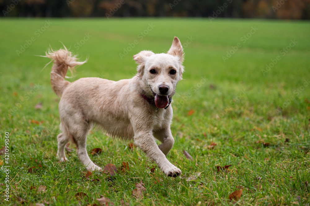 Cute dog running in meadow