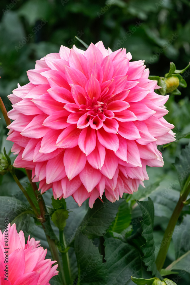 Magnificent pink Dahlia