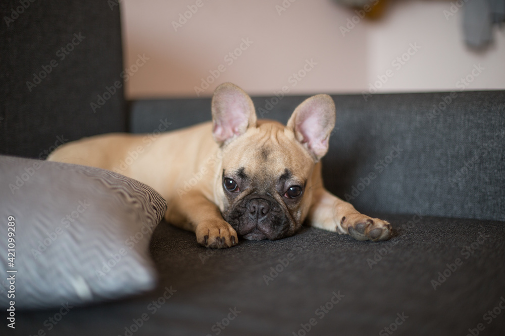 Cute French bulldog lying and resting