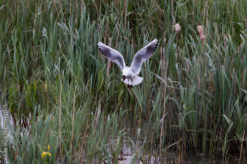 Black_Headed Gull