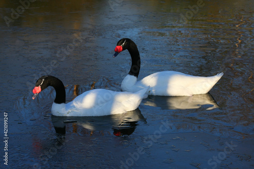 Black_necked Swans  cygnus melancoryphus 