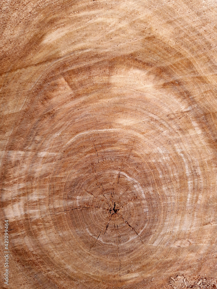 Naklejka premium Sawed tree trunk