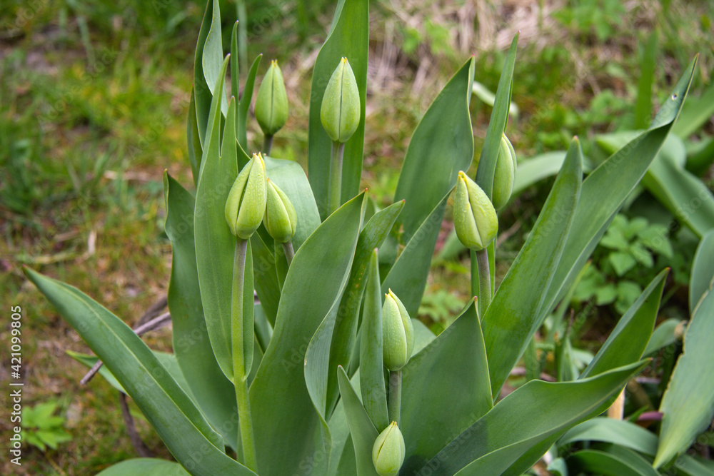 Obraz premium Large green tulip buds spring in the garden